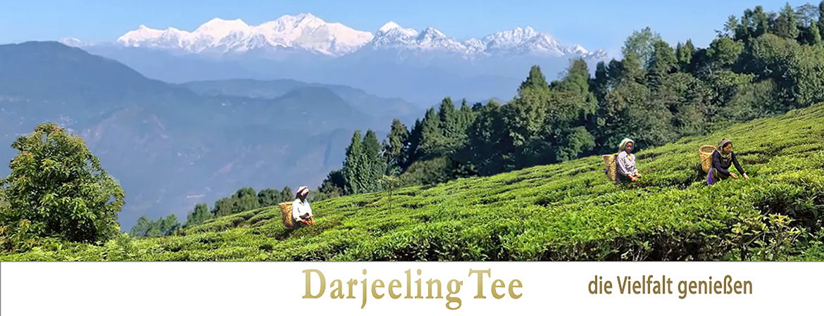 banner Darjeeling-Tee